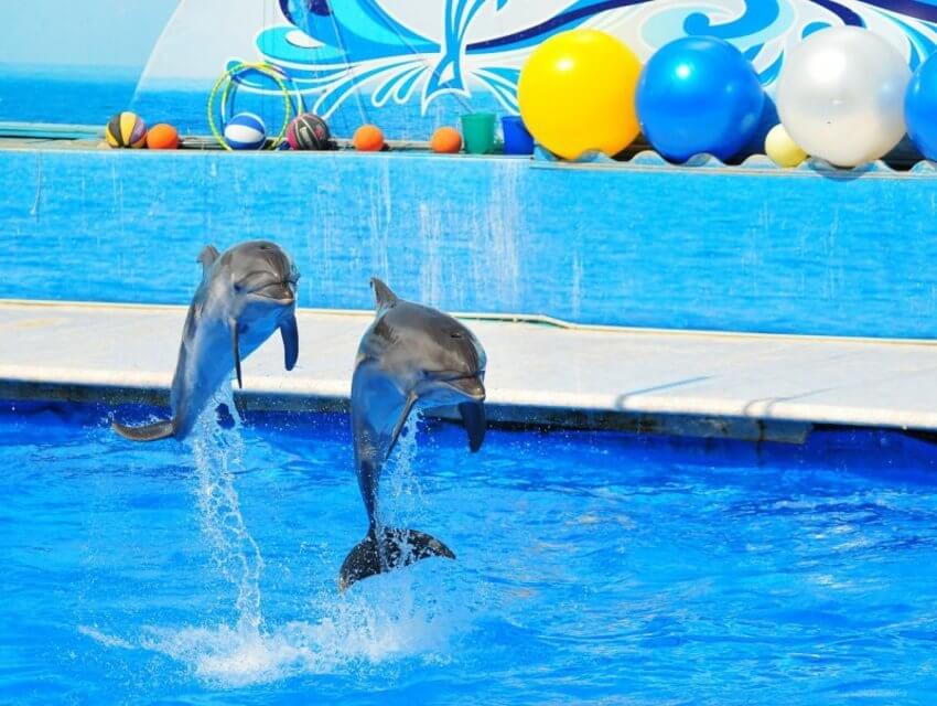 Дельфинарий 1353565922_delfinariy.jpg