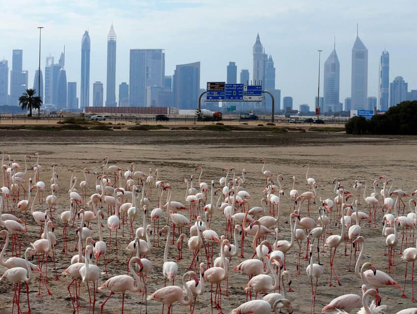 Заповідник Рас-аль-Хор 5d22aaa72df84385491091-2-2-min.jpg