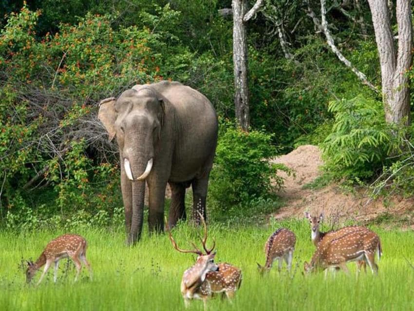 Яла 789a212cc4y-2-min-min.jpg