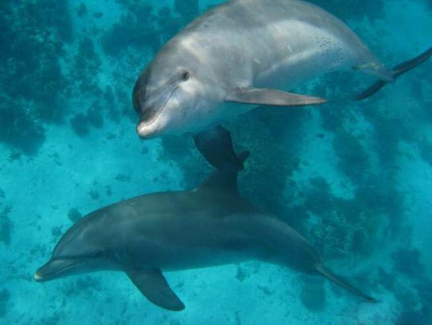 Shaab-El-Erg Shaab-El-Erg-5-2.jpg