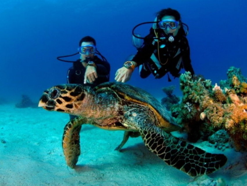 Дайвинг на Мальдивах diving-in-maldives-03-2.jpg