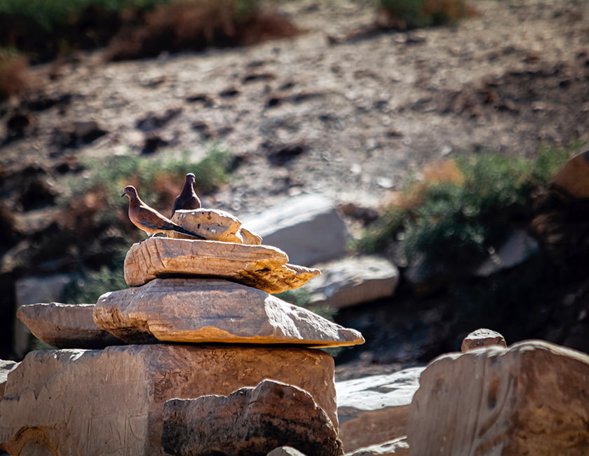 Бисексуализмге арналған нұсқаулық Қытайлық кисканың суреті