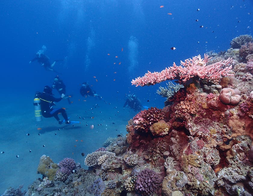 Красное море Египта egypt-red-sea-min.jpg