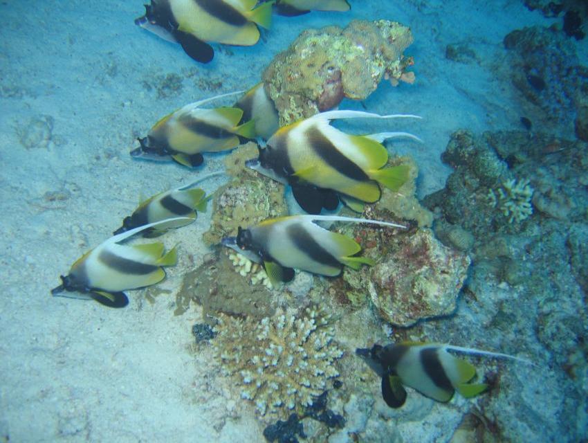 Ras Disha ffef378786624293ad35c88ac9a3c1c7.jpg