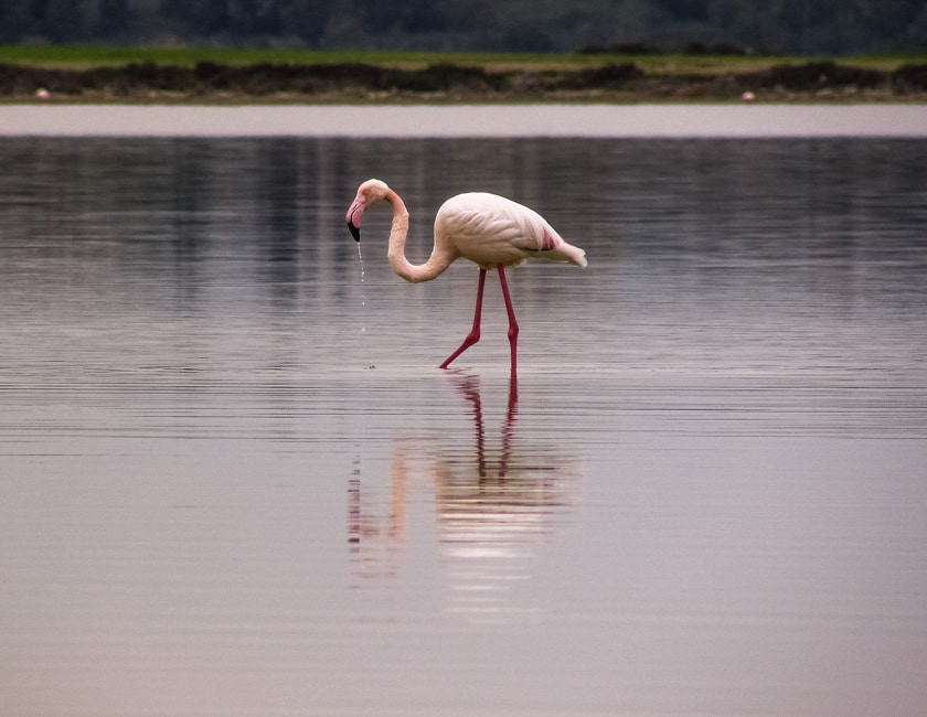 Фламінго на Кіпрі flamingo-min.jpg