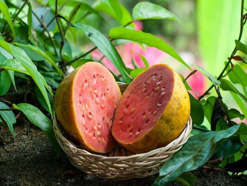 гуава guava.jpg