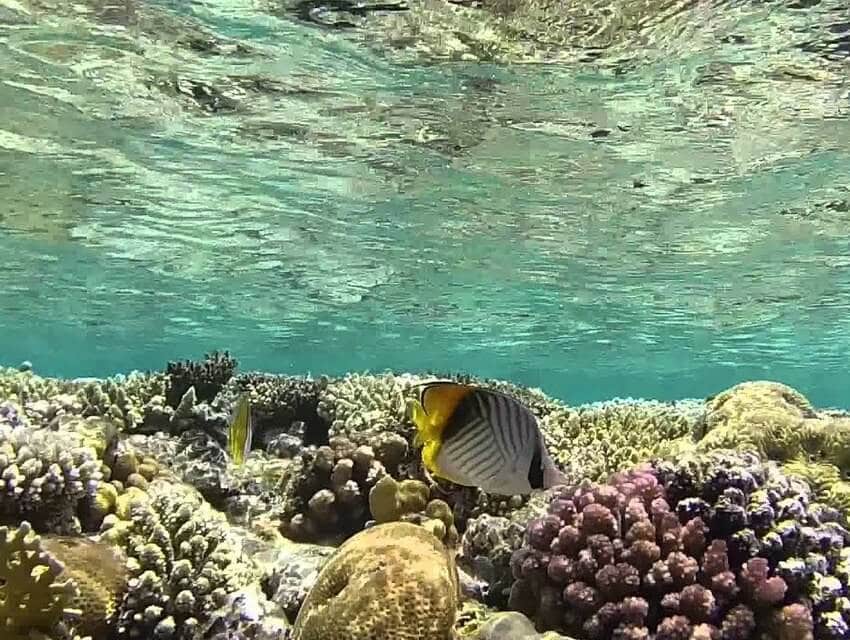 Far Garden maxresdefault-2-2-min.jpg