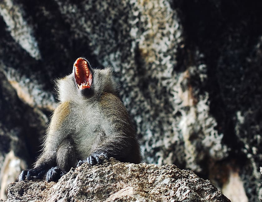 Порно моль Дебби