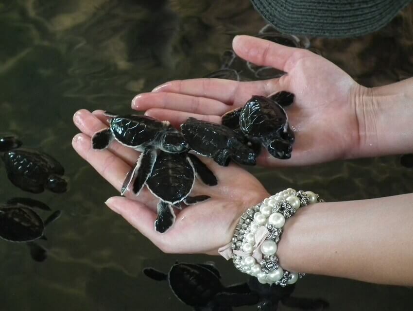 тасбақа фермасы original-2.jpg