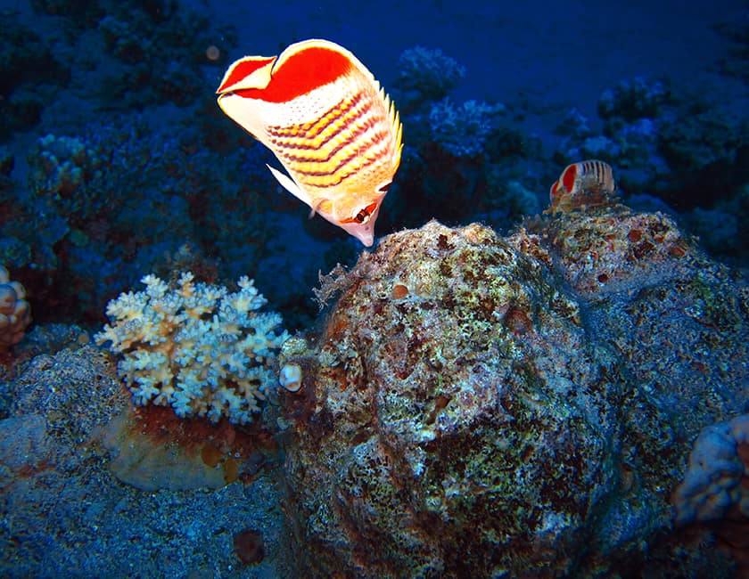 red-sea-min.jpg