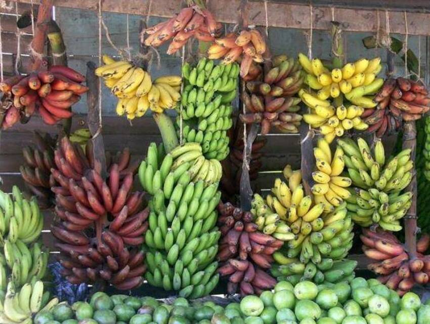 банани Виды-бананов-фото-2.jpg