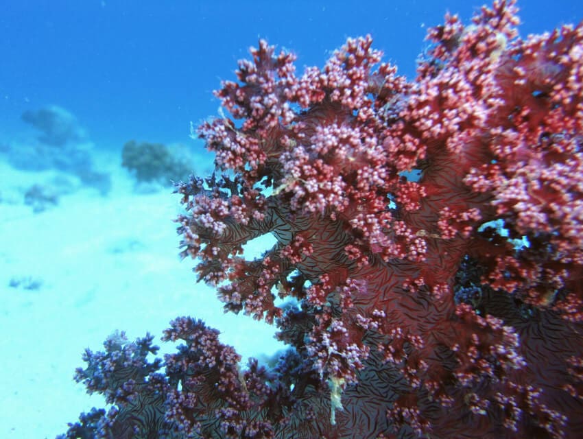 Фанадир Фанадир-2-2-min.jpg