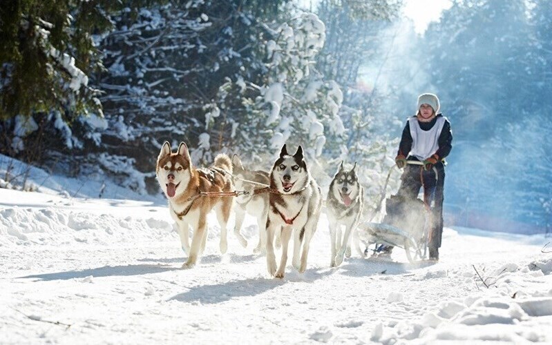 Фотография